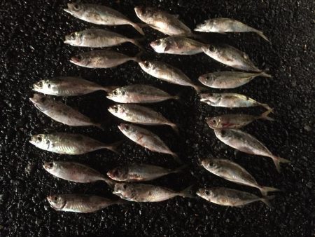 アジ24匹、太刀魚1匹、コノシロ6匹