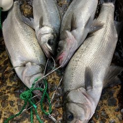 A.P.Pフィッシングガイドサービス ヒラスズキを探す!