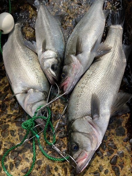 A.P.Pフィッシングガイドサービス　ヒラ…