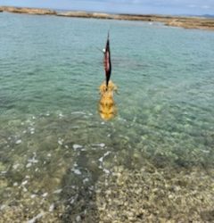 エギングでキロアップアオリイカ