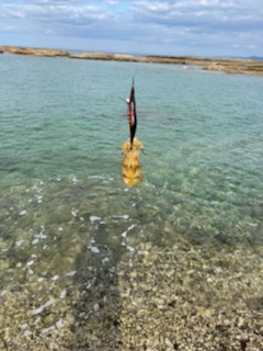 エギングでキロアップアオリイカ