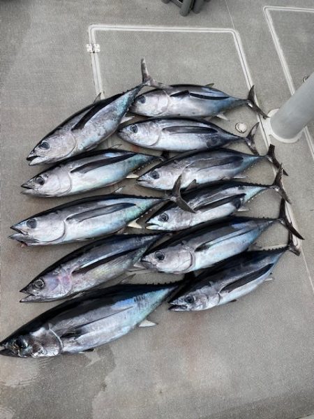 へいみつ丸 釣果