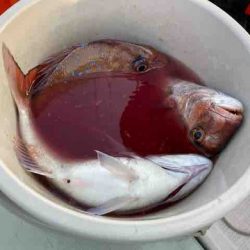 遊漁船 セトマリン 釣果