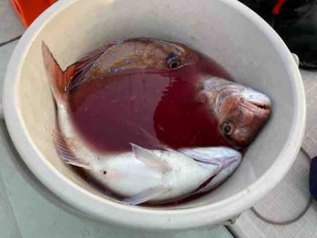 遊漁船 セトマリン 釣果