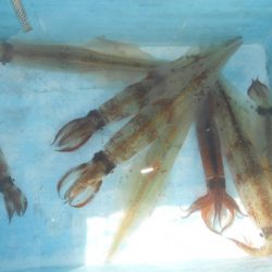 こうゆう丸 釣果