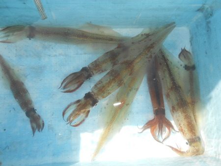 こうゆう丸 釣果