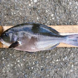 伊豆下田フィッシング 釣果