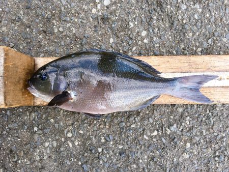 伊豆下田フィッシング 釣果