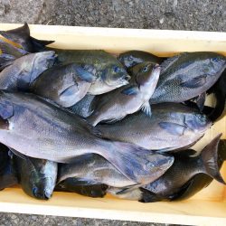 伊豆下田フィッシング 釣果