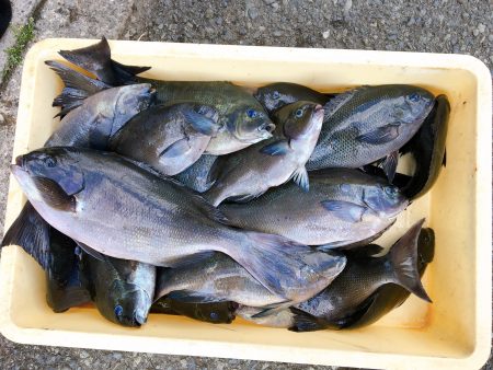 伊豆下田フィッシング 釣果