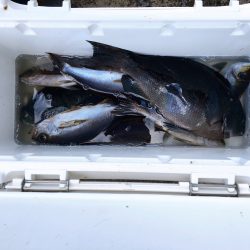 伊豆下田フィッシング 釣果