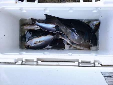 伊豆下田フィッシング 釣果