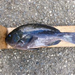 伊豆下田フィッシング 釣果