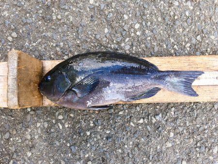 伊豆下田フィッシング 釣果