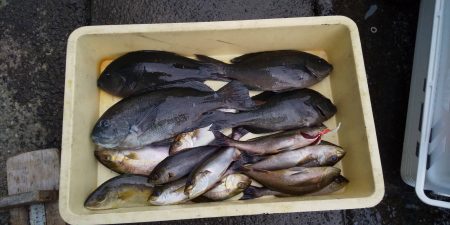 伊豆下田フィッシング 釣果