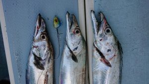 KONAYAーMARU(こなや丸) 釣果