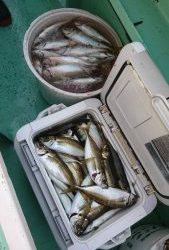 ＫＯＮＡＹＡｰＭＡＲＵ（こなや丸） 釣果