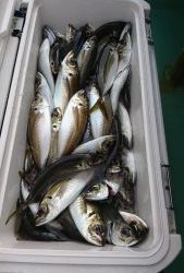 ＫＯＮＡＹＡｰＭＡＲＵ（こなや丸） 釣果