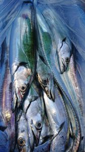 ＫＯＮＡＹＡｰＭＡＲＵ（こなや丸） 釣果