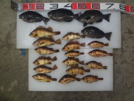 のとじま臨海公園海づりセンター 釣果