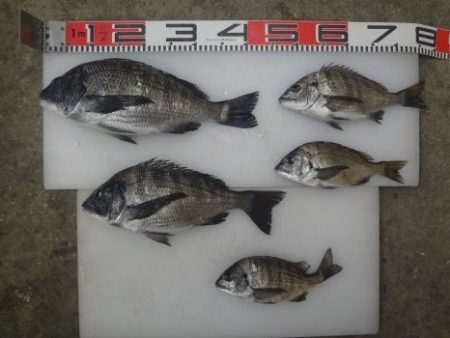 のとじま臨海公園海づりセンター 釣果