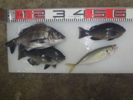 のとじま臨海公園海づりセンター 釣果