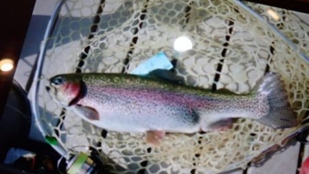 フィッシングレイクたかみや 釣果