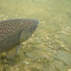 フィッシングレイクたかみや 釣果