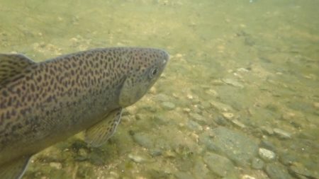 フィッシングレイクたかみや 釣果