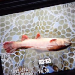 フィッシングレイクたかみや 釣果