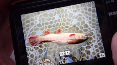 フィッシングレイクたかみや 釣果