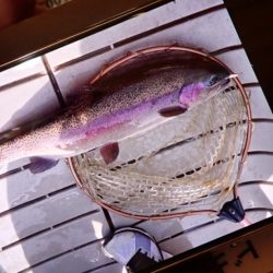 フィッシングレイクたかみや 釣果