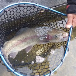 フィッシングレイクたかみや 釣果