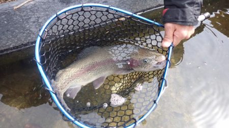 フィッシングレイクたかみや 釣果