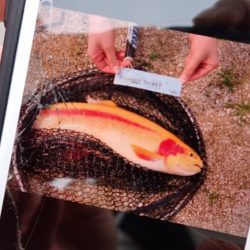 フィッシングレイクたかみや 釣果