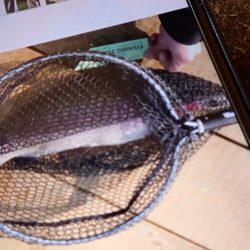 フィッシングレイクたかみや 釣果