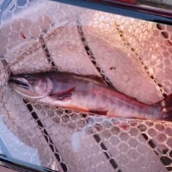 フィッシングレイクたかみや 釣果