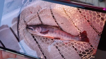 フィッシングレイクたかみや 釣果