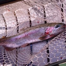 フィッシングレイクたかみや 釣果