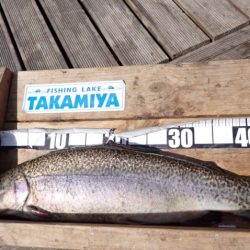 フィッシングレイクたかみや 釣果