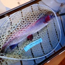 フィッシングレイクたかみや 釣果