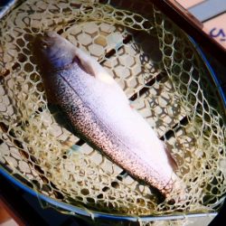 フィッシングレイクたかみや 釣果