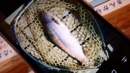 フィッシングレイクたかみや 釣果
