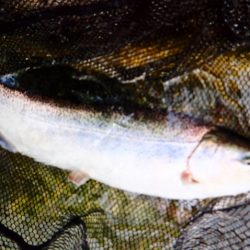 フィッシングレイクたかみや 釣果