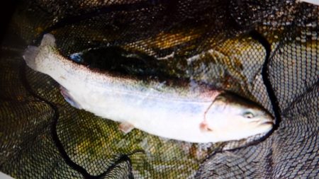 フィッシングレイクたかみや 釣果