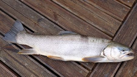 フィッシングレイクたかみや 釣果