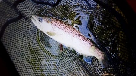 フィッシングレイクたかみや 釣果