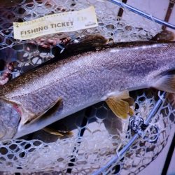 フィッシングレイクたかみや 釣果