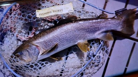 フィッシングレイクたかみや 釣果