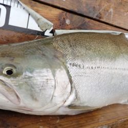 フィッシングレイクたかみや 釣果